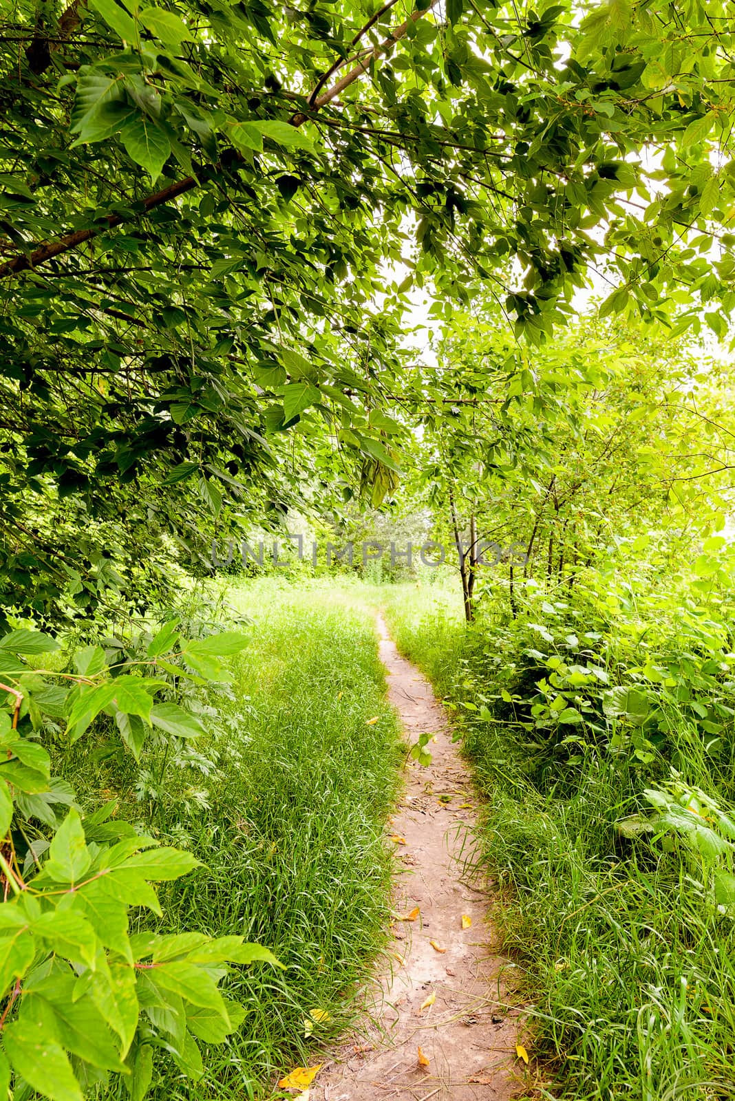 A trail in the woods during a summer morning