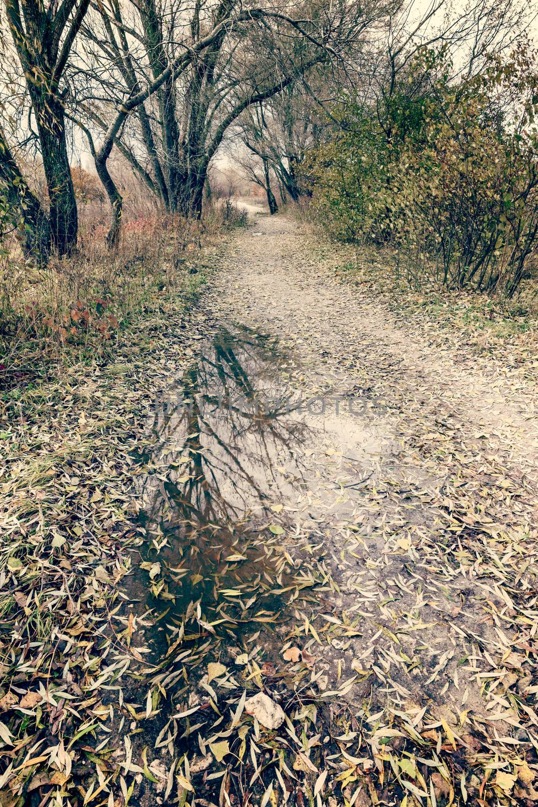 Dramatic view of a puddle with a stone after the autumn rain. Fallen willow leaves cover the ground.