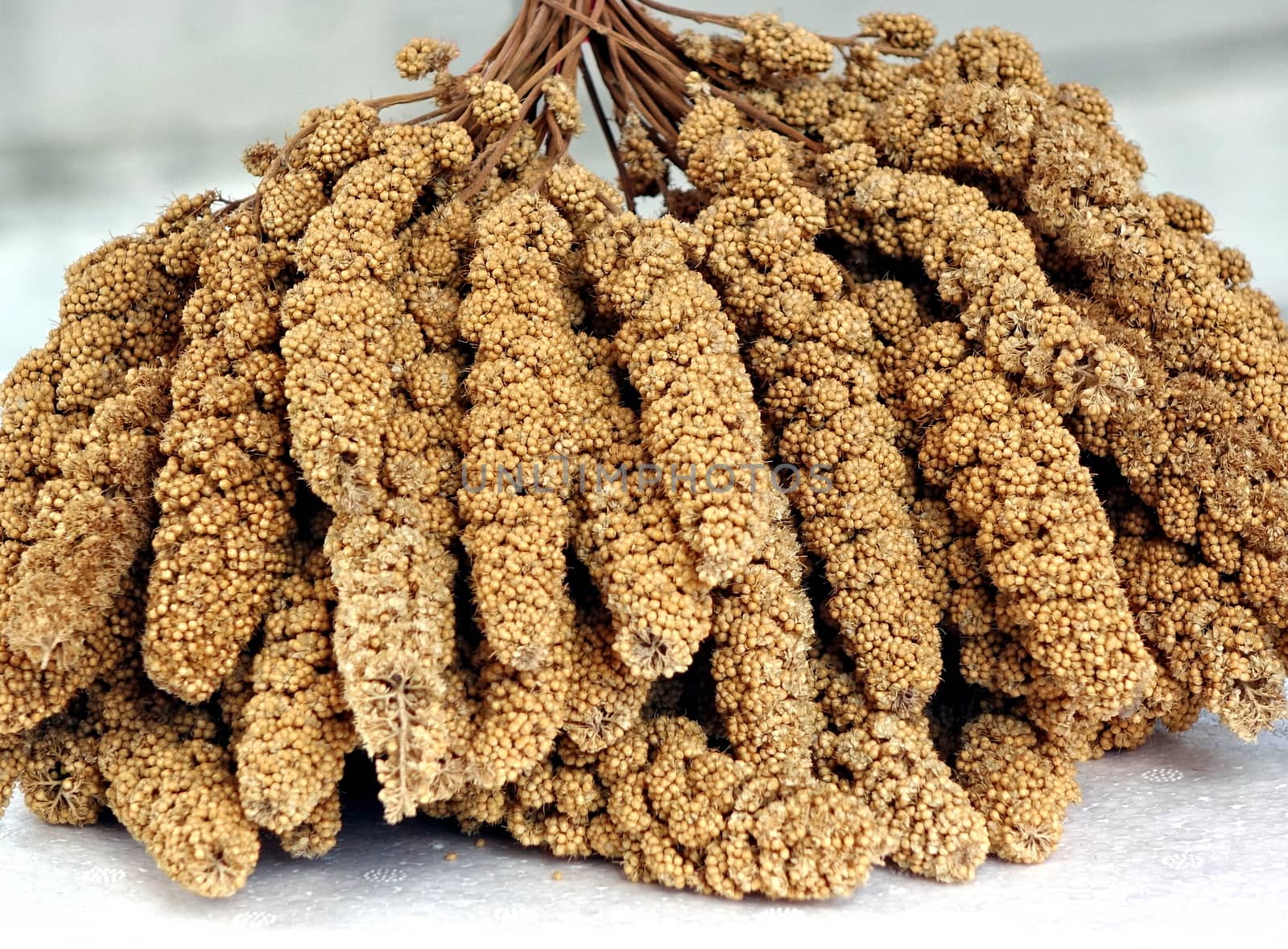 Abundle of ears of millet grain with its tiny kernels
