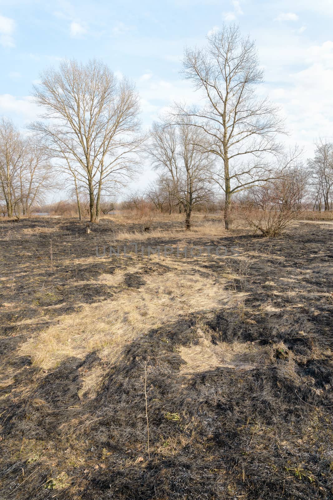 Wasteland after fire consequences: dry ground, tree roots and bushes are burnt and devastated