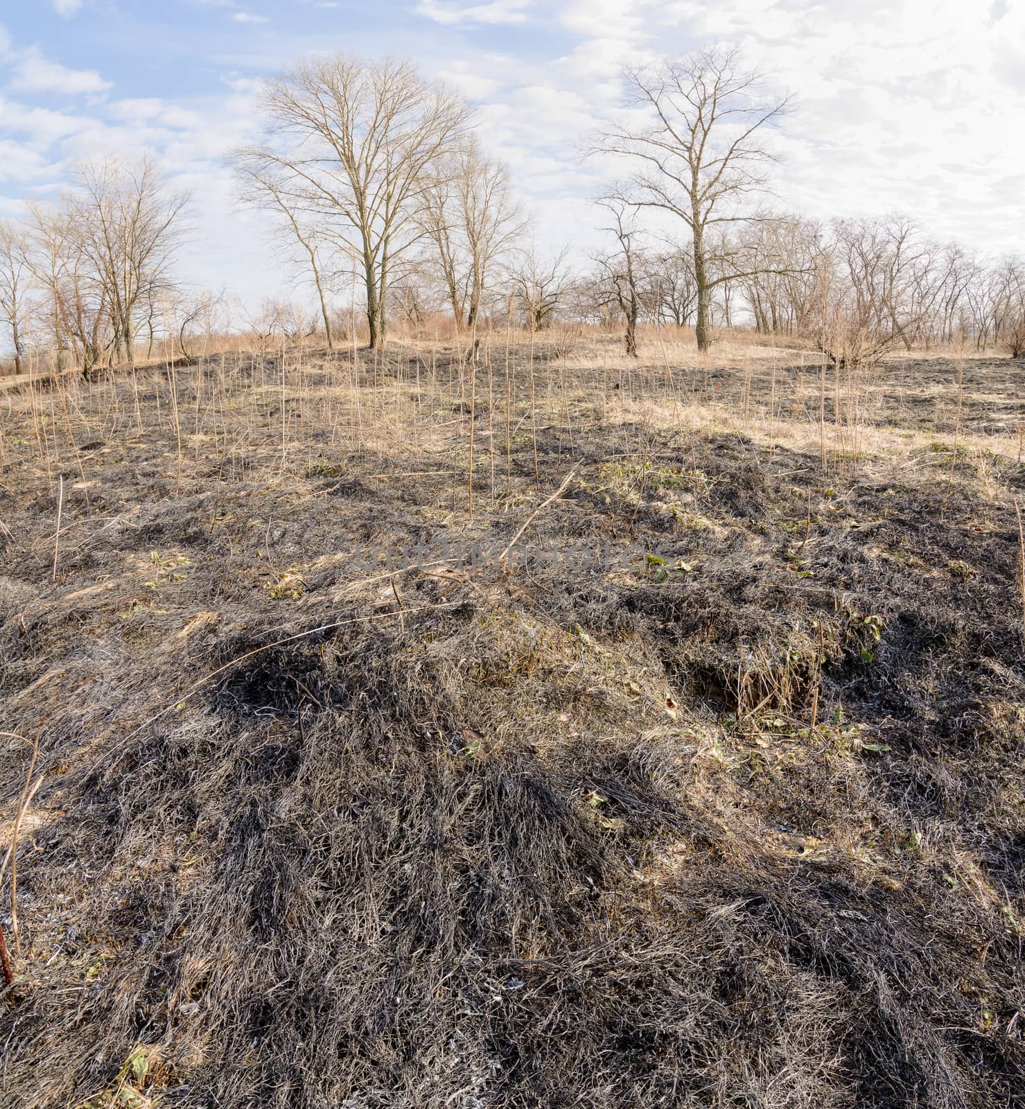 Wasteland after fire consequences: dry ground, tree roots and bushes are burnt and devastated