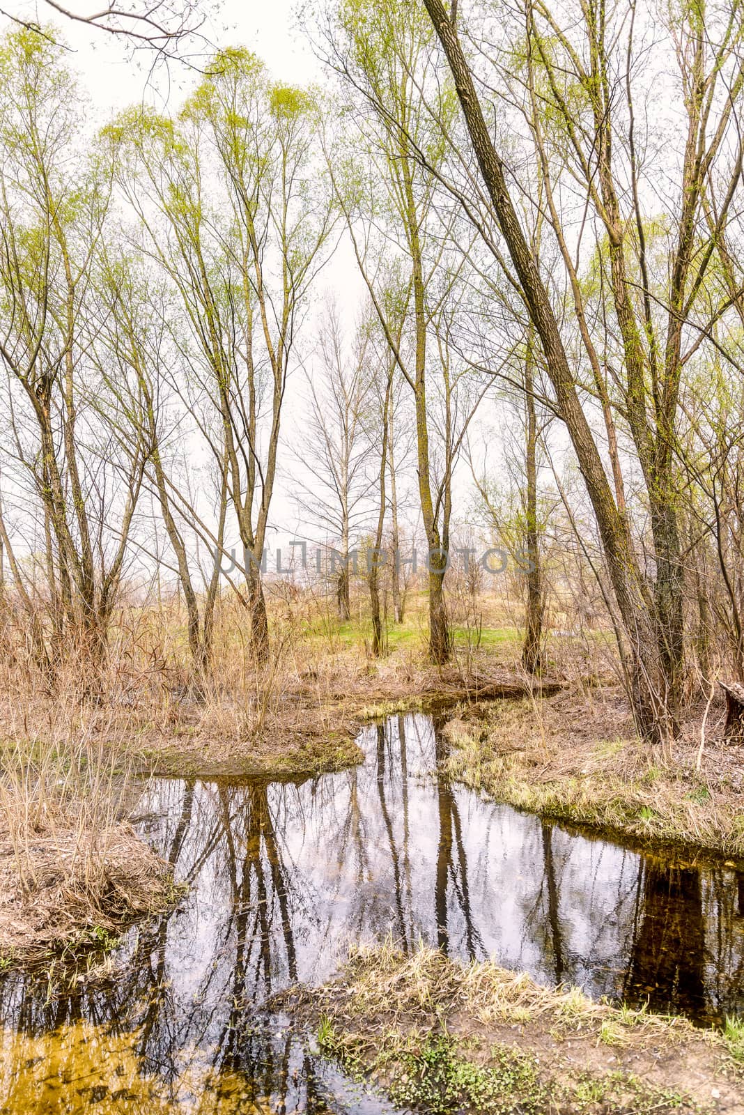 Wetland, creek and woods at the beginning of the spring. Young grass is growing and the trees reflect in the water