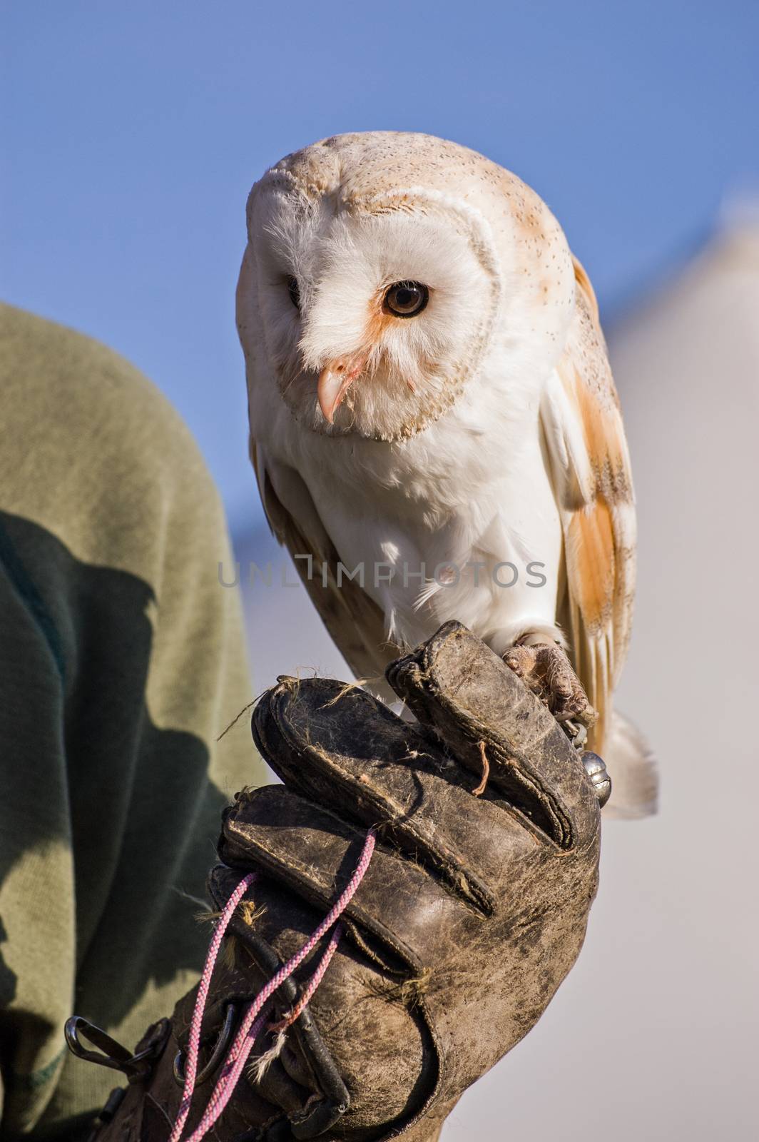 Trained Barn Owl on Gauntlet by BasPhoto