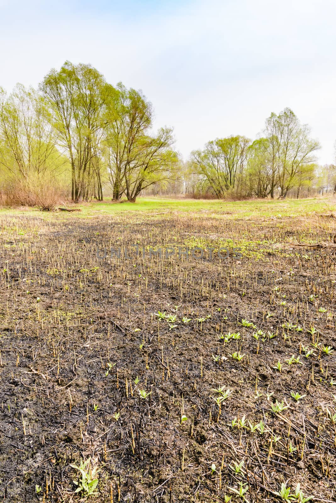 Land after fire consequences: dry ground, tree roots and bushes are burnt and devastated. Young grass is growing.