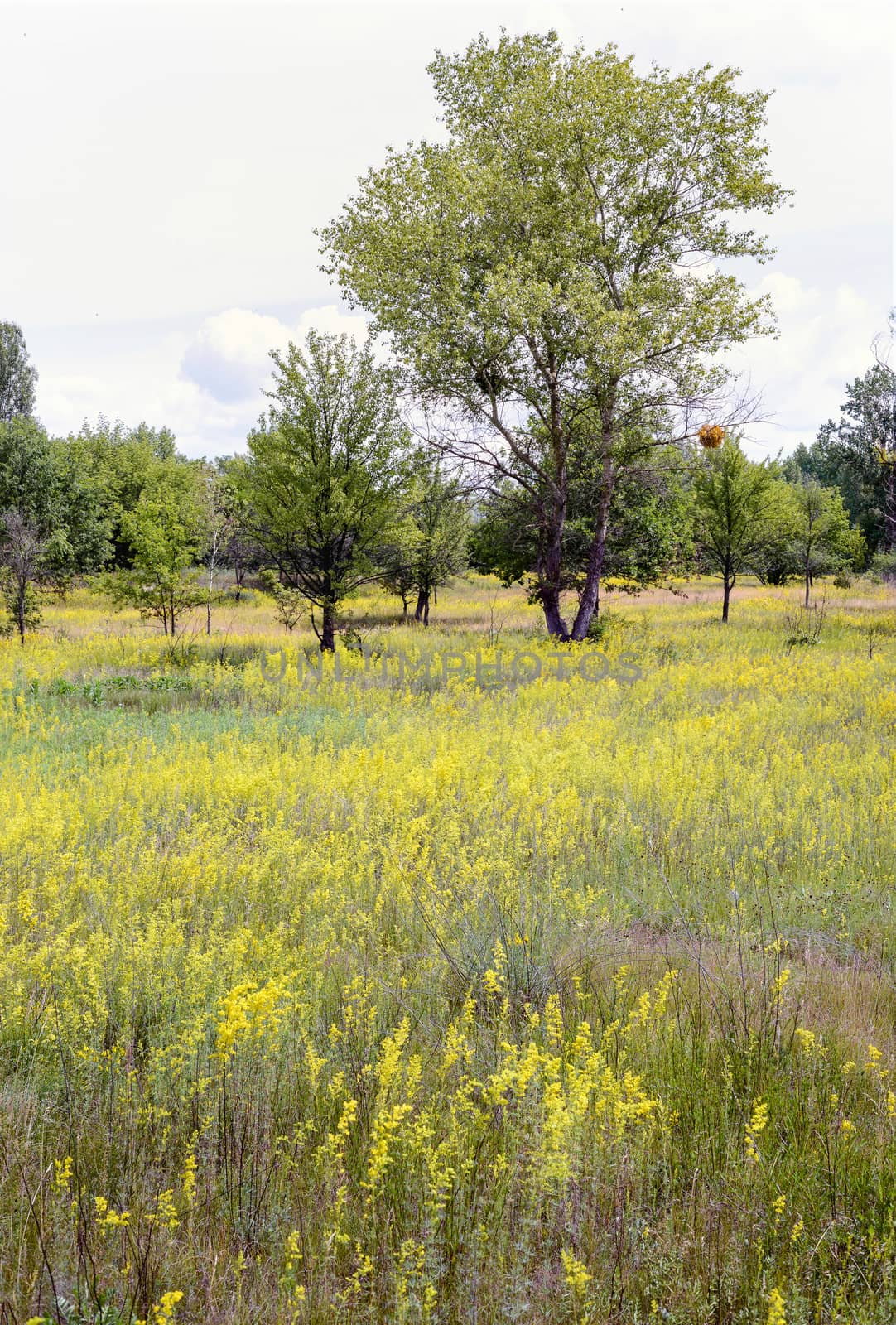 Yellow Galium verum flowers, also known as lady's bedstraw or yellow bedstraw, in the Meadow at the edge of the forest, at the end of spring in Kiev, Ukraine