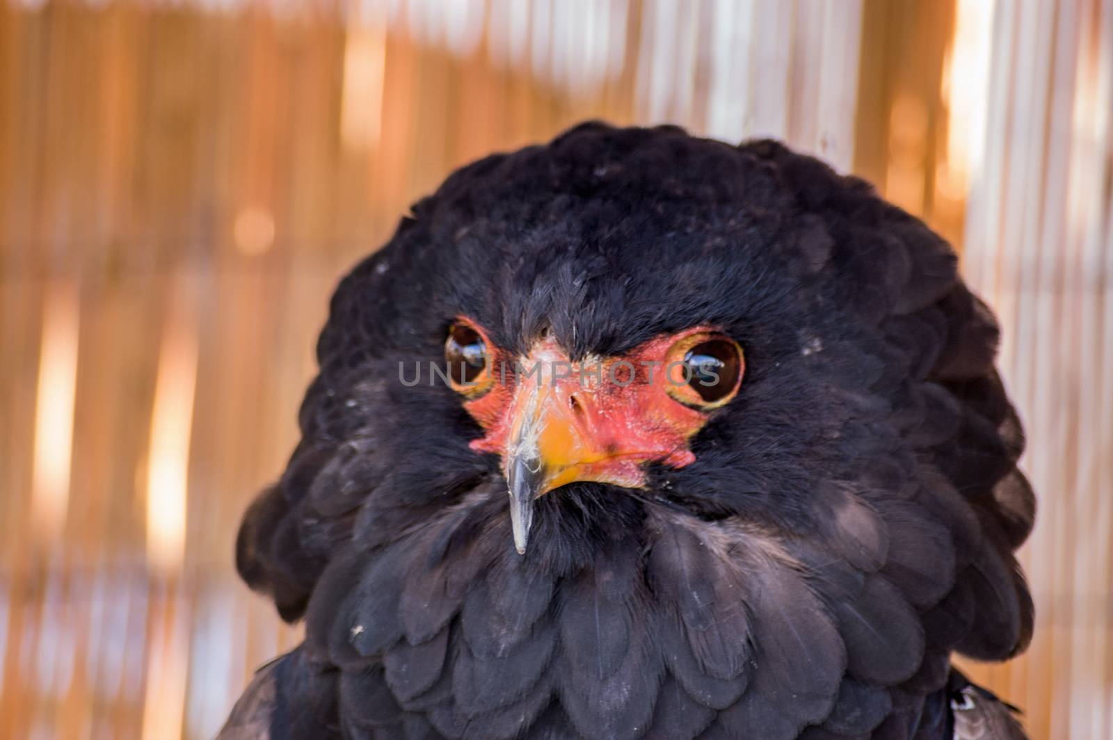 Close up of head of a Bateleur Eagle, latin name Terathopius Ecaudatus. Captive creature sitting on a perch in the shade. 