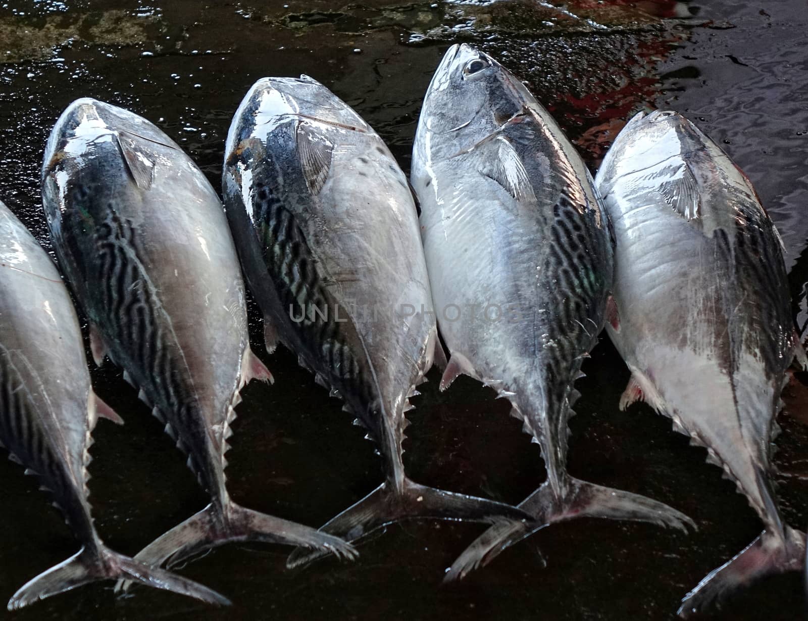 Freshly caught tuna are sold at a local fish market
