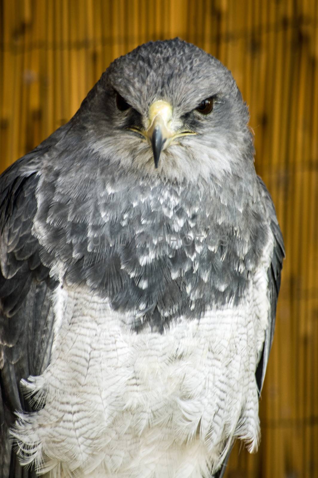 A captive Chilean Eagle, latin name Geranoaetus melanoleucus. Also known as a black chested buzzard eagle.