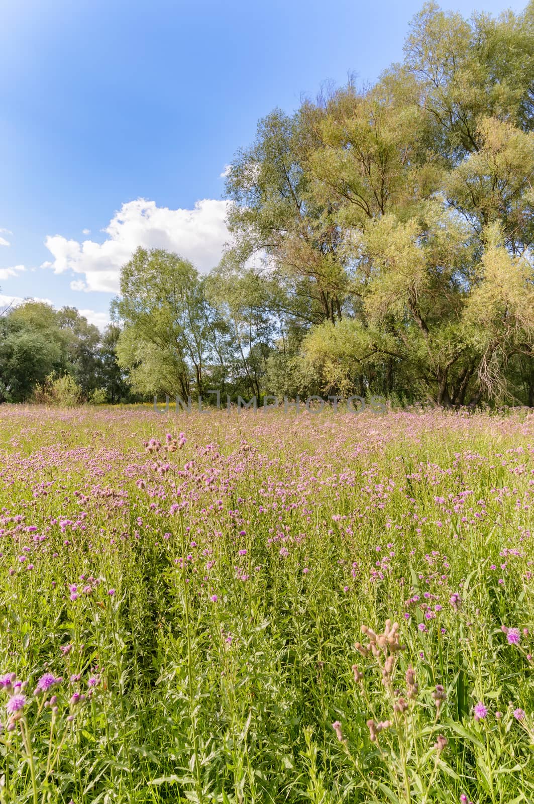 Centaurea Scabiosa flowers with buds,  also known as  greater knapweed, is growing in the meadow close to the Dnieper River in Kiev, Ukraine, under the warm summer sun