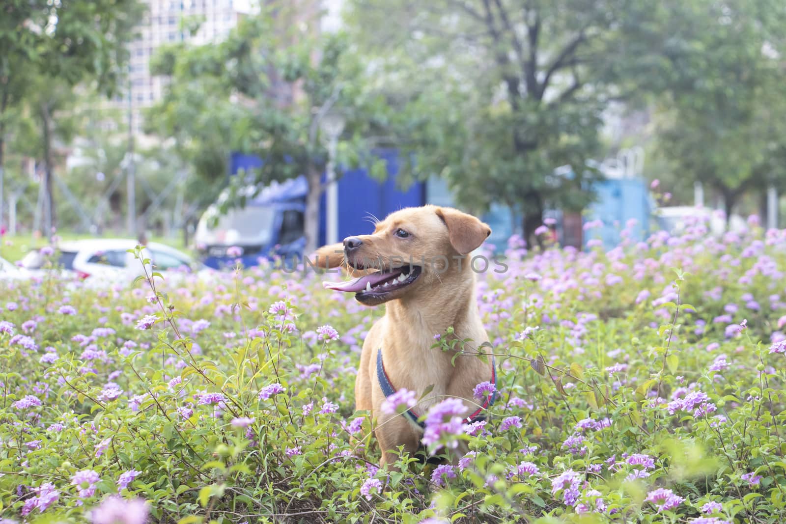 golden retriever running by tang9555