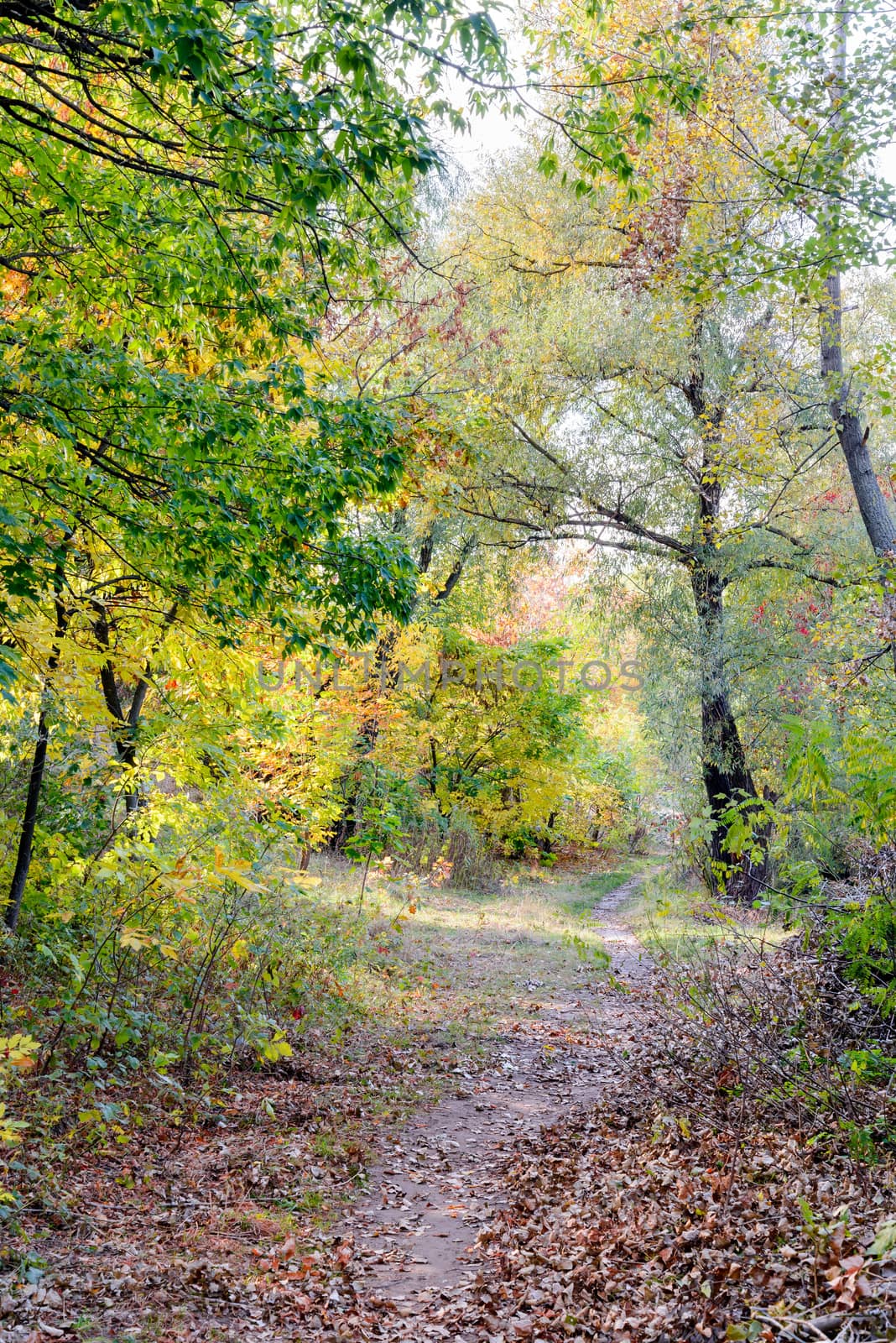 Autumn forest path between maple, oak, willow and poplar trees in a sunny day