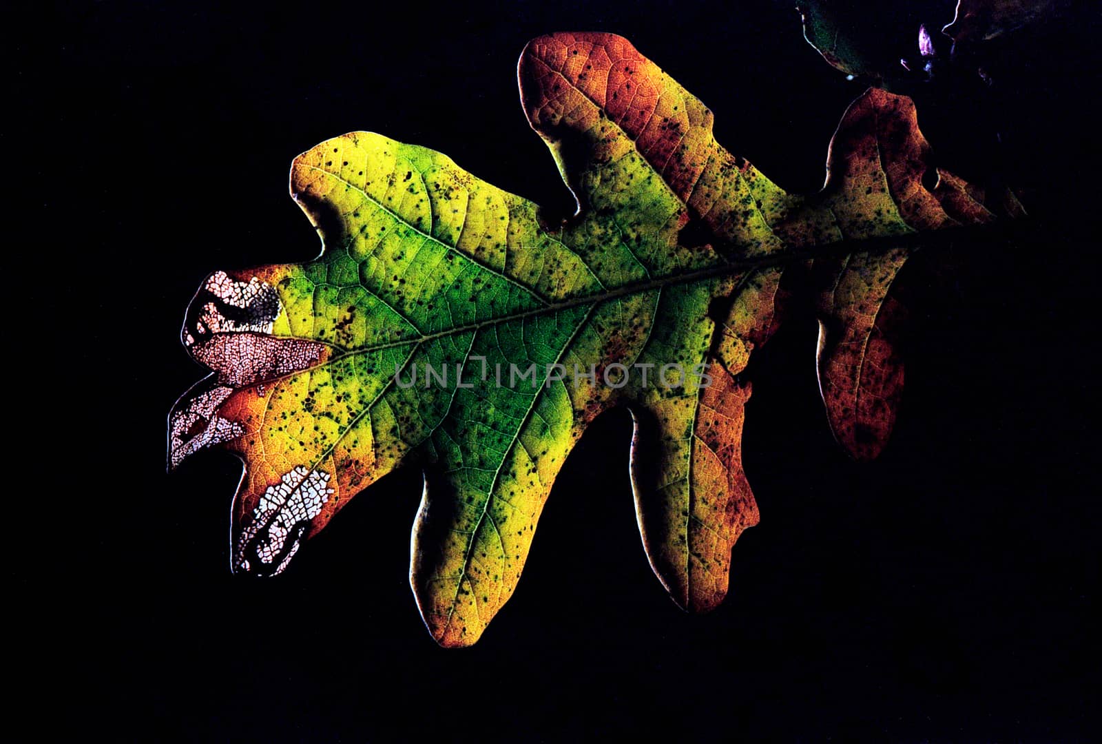 Multicolored autumnal oak leaf with light shinning through against a black background with a some places the chlorophyll gone