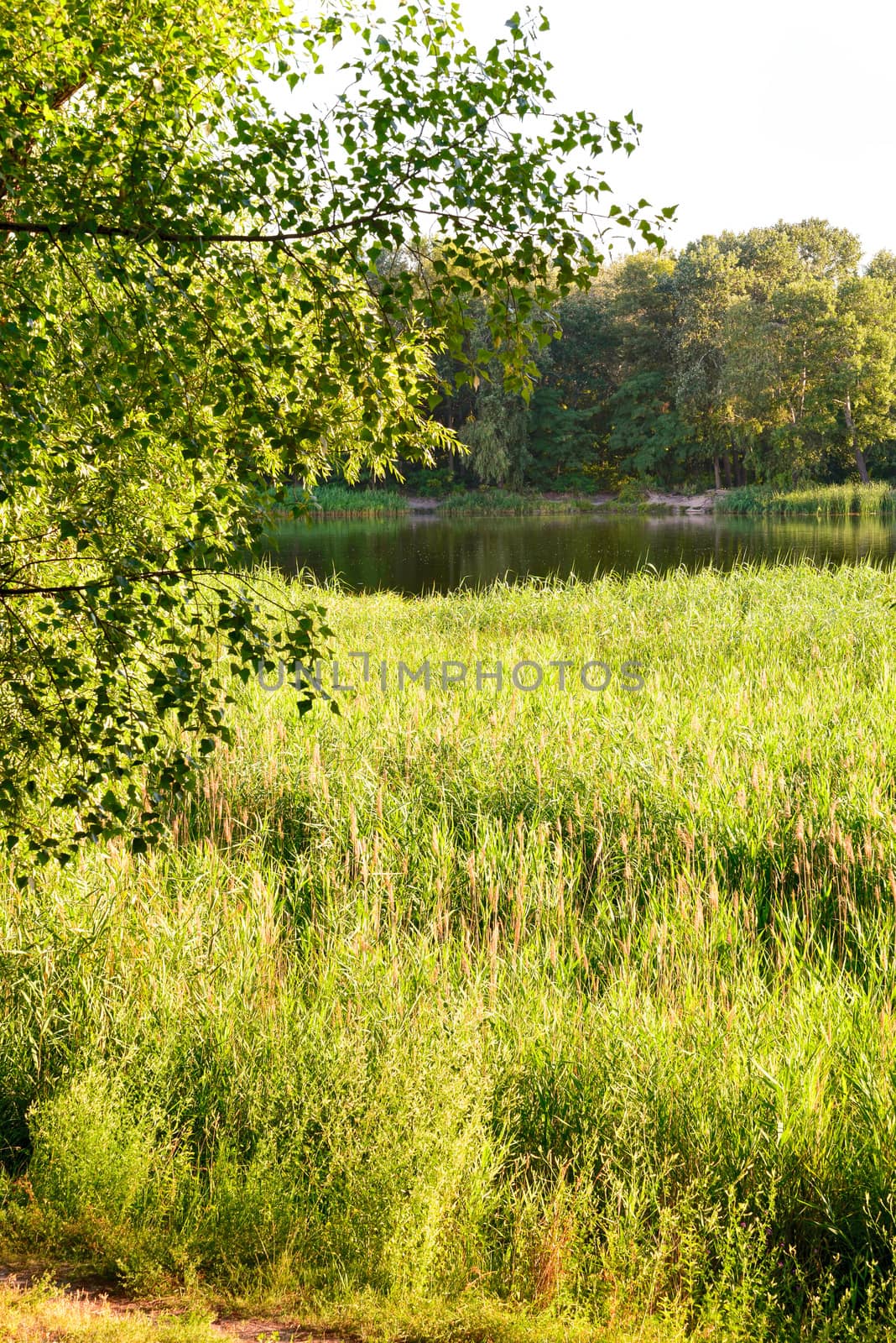 Green reeds are growing close to the lake in summer. The evening light plays with the wind and creates a quiet atmosphere.