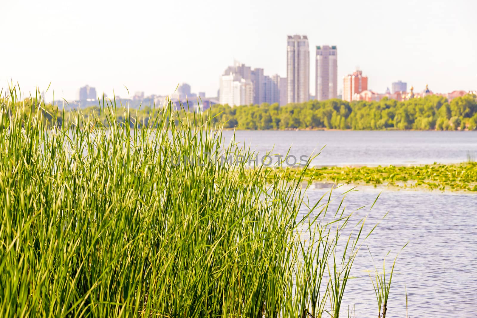 Reeds (Typha Latifolia) grow close to the Dnieper River. The city of Kiev appears in the background