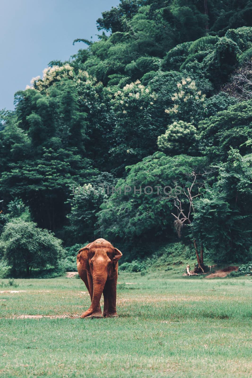 Asian Elephant in a nature at deep forest in Thailand