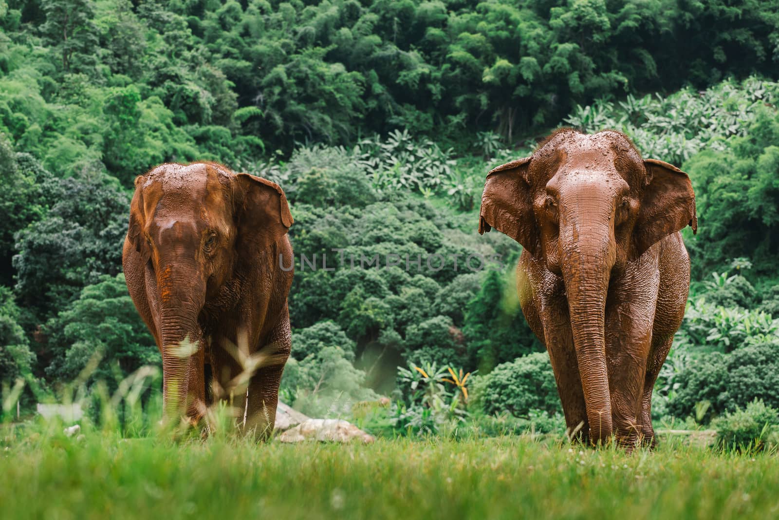 Asian Elephant in a nature at deep forest in Thailand by freedomnaruk