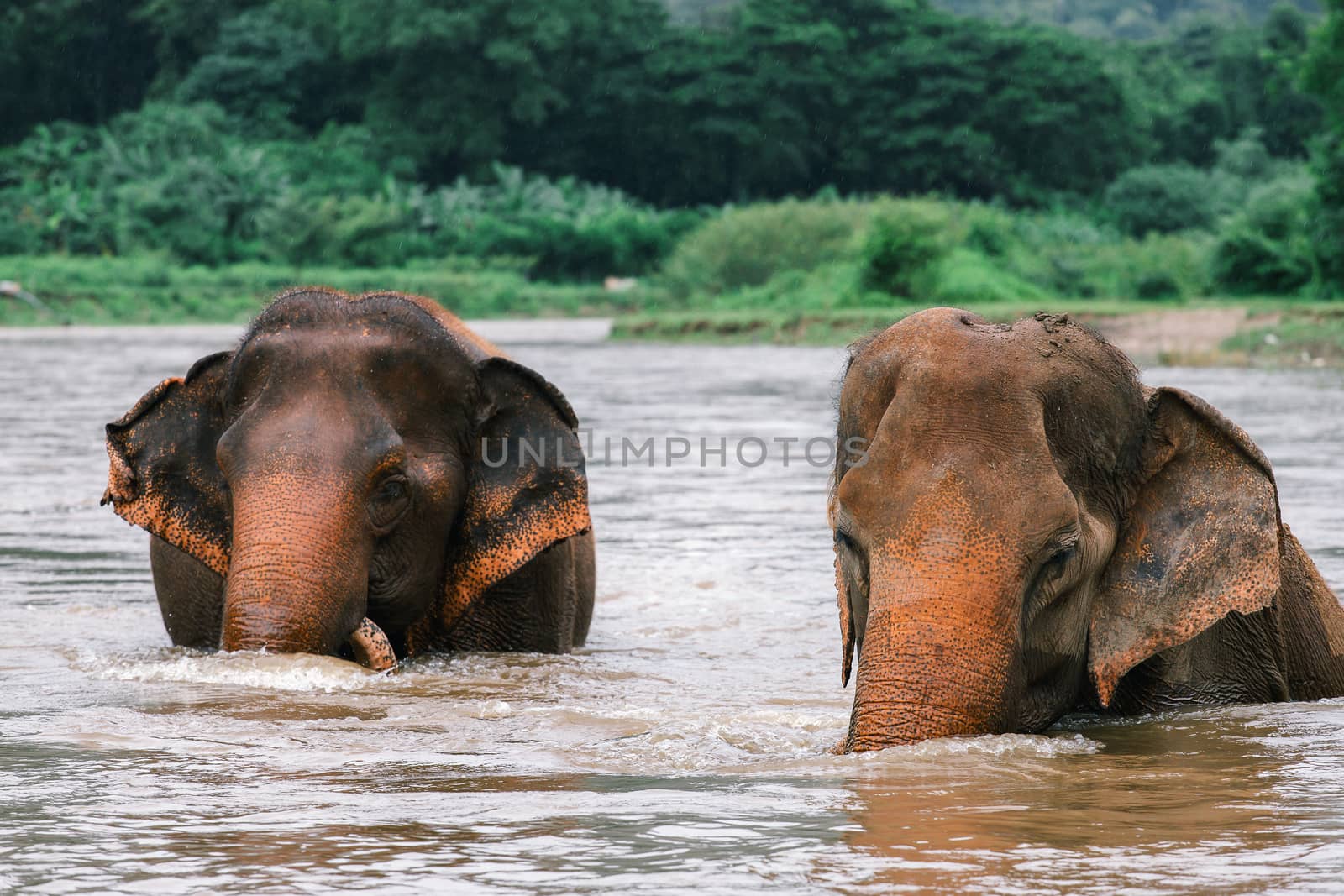 Asian Elephant in a nature at deep forest in Thailand