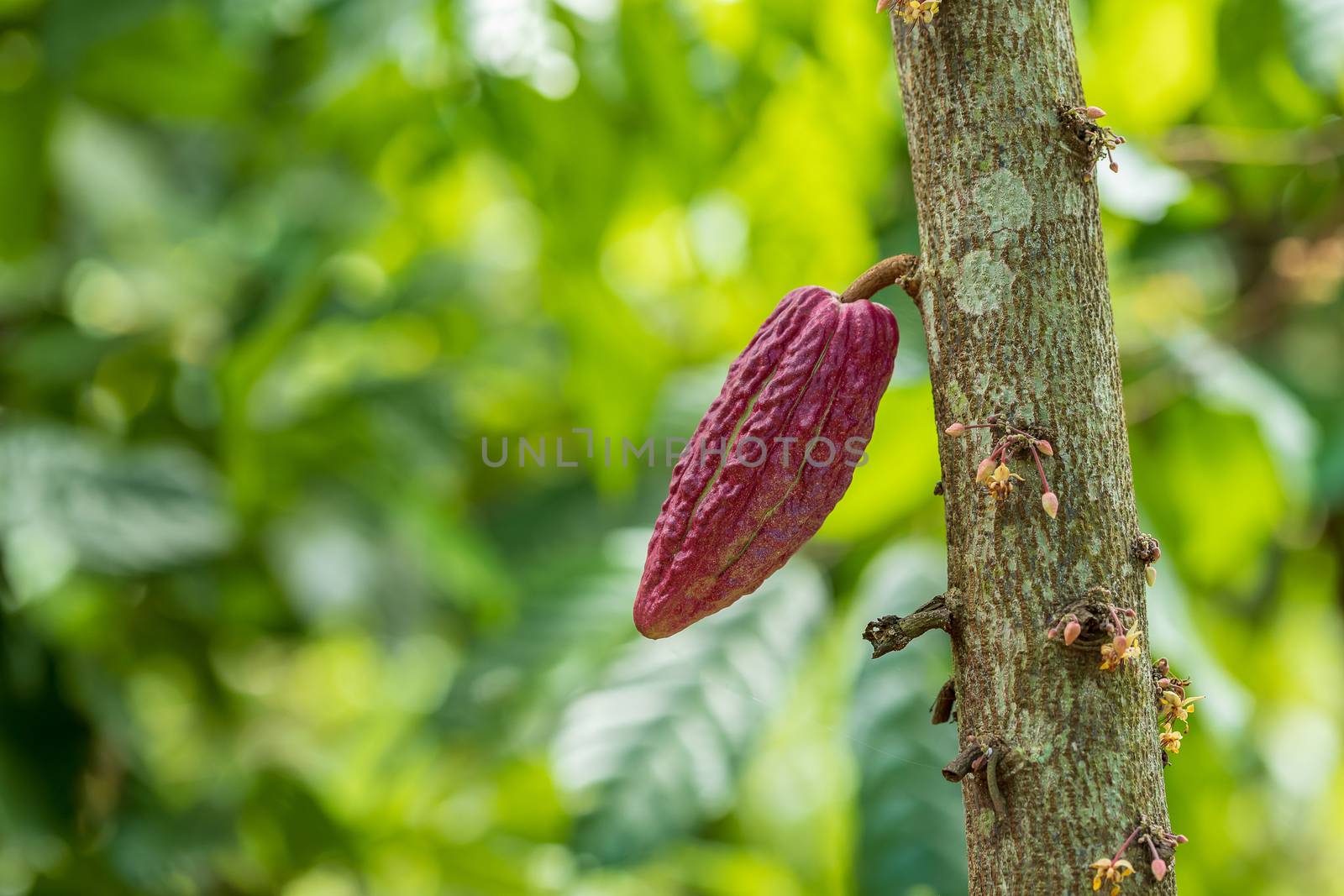 Cacao Tree (Theobroma cacao). Organic cocoa fruit pods in nature.