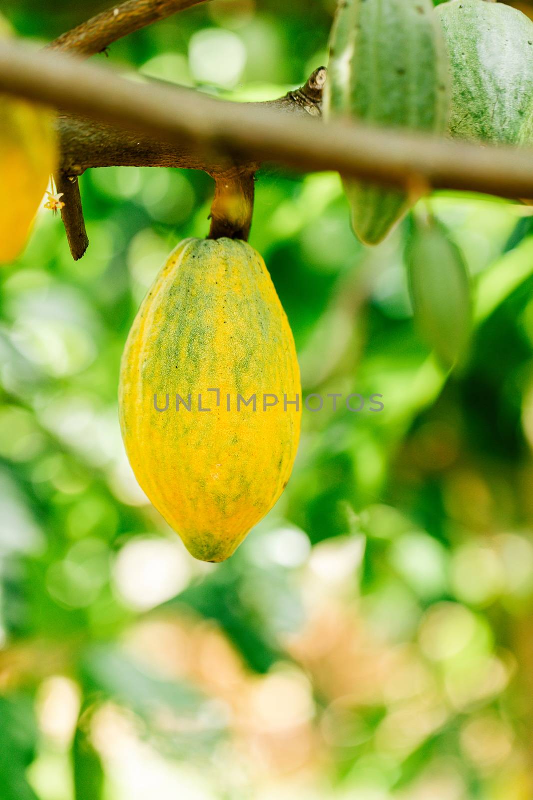 Cacao Tree (Theobroma cacao). Organic cocoa fruit pods in nature by freedomnaruk