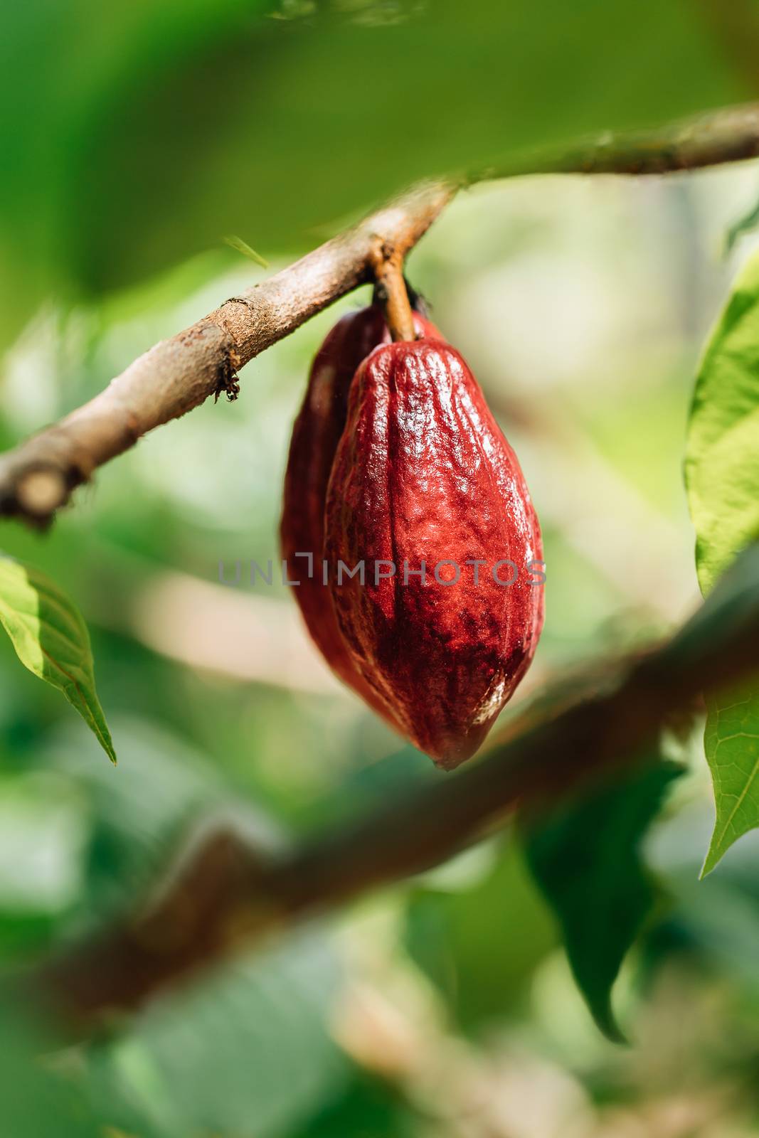 Cacao Tree (Theobroma cacao). Organic cocoa fruit pods in nature.