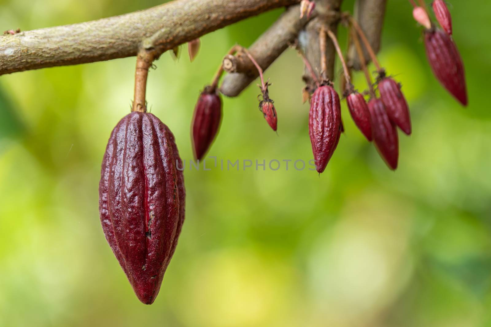 Cacao Tree (Theobroma cacao). Organic cocoa fruit pods in nature.