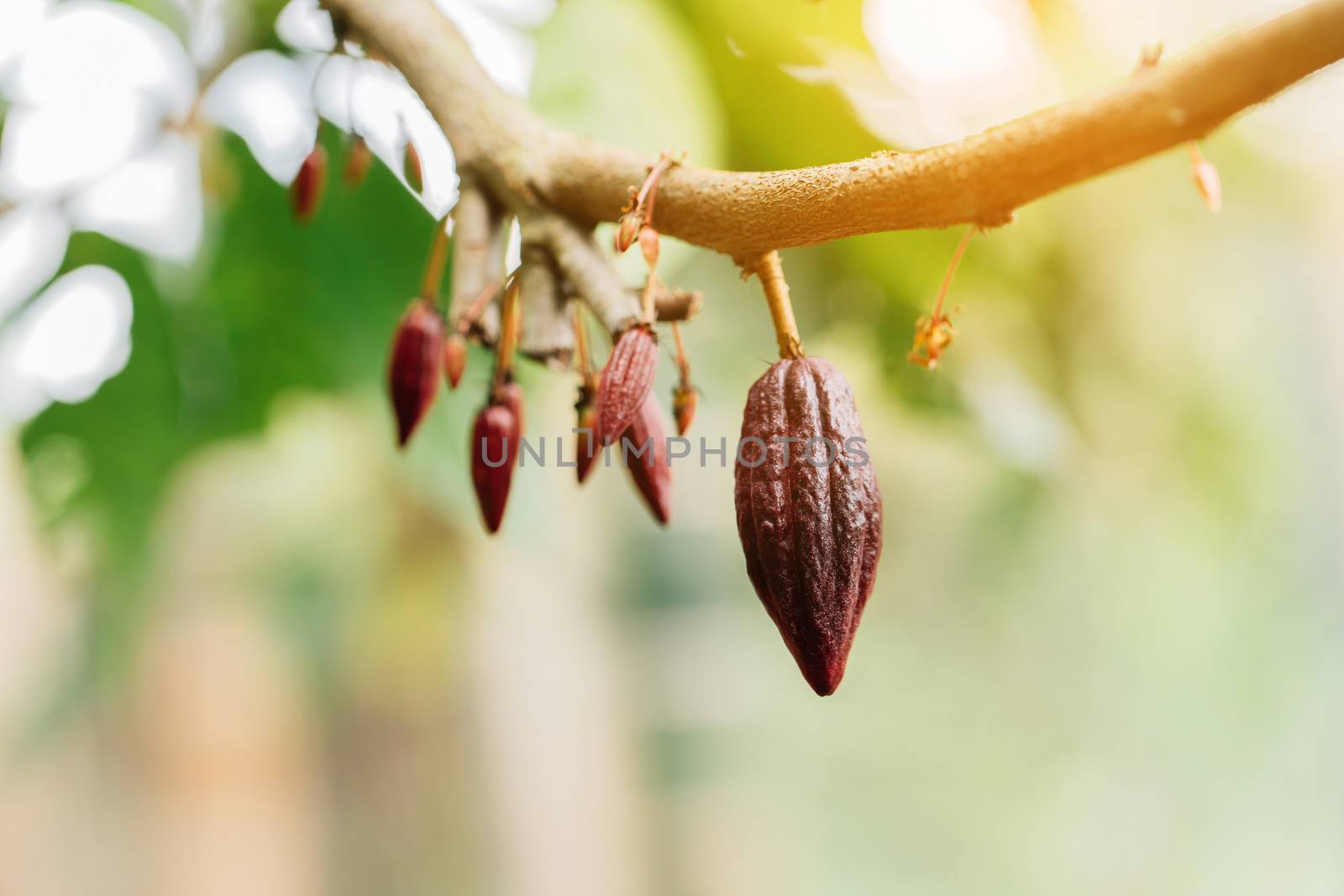 Cacao Tree (Theobroma cacao). Organic cocoa fruit pods in nature by freedomnaruk