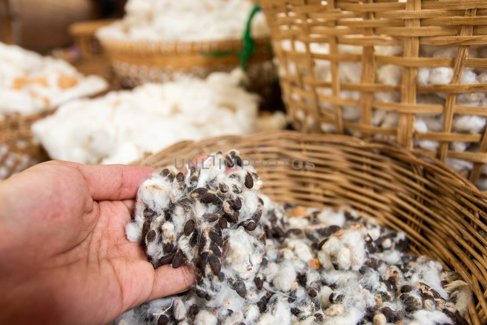 White silk cotton tree, Ceiba, Kapok, Java cotton