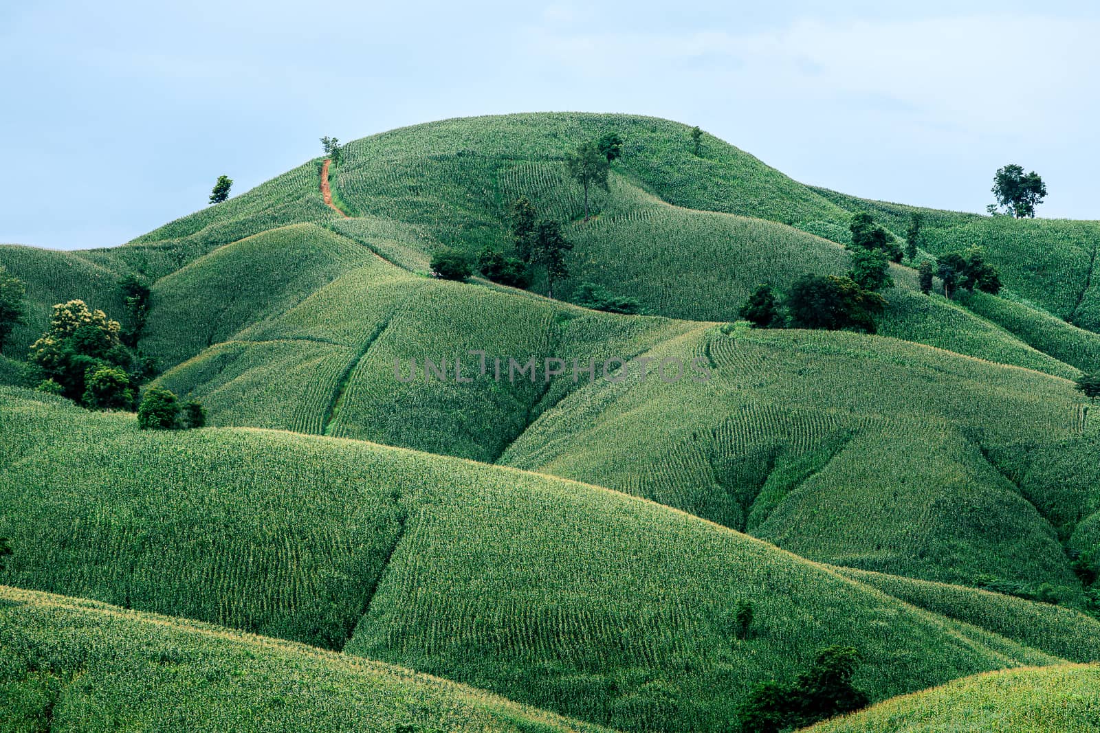 Beautiful summer landscape Corn field  sunny day by freedomnaruk