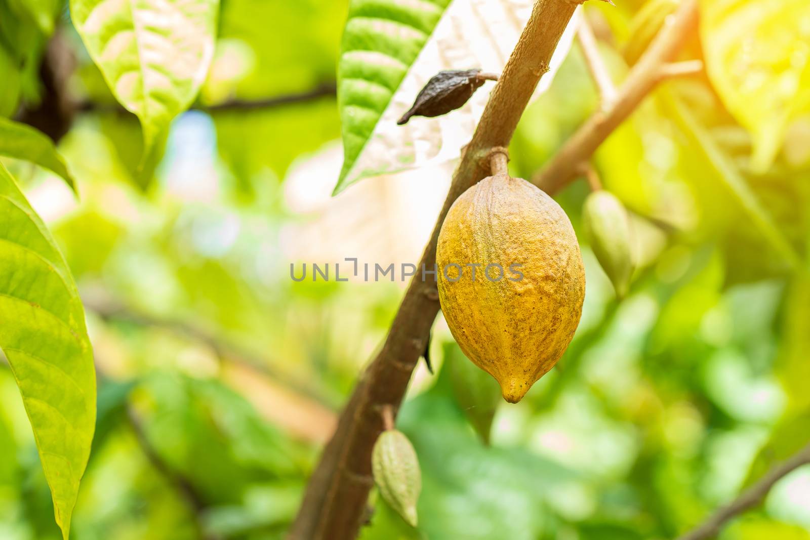 Cacao Tree (Theobroma cacao). Organic cocoa fruit pods in nature by freedomnaruk