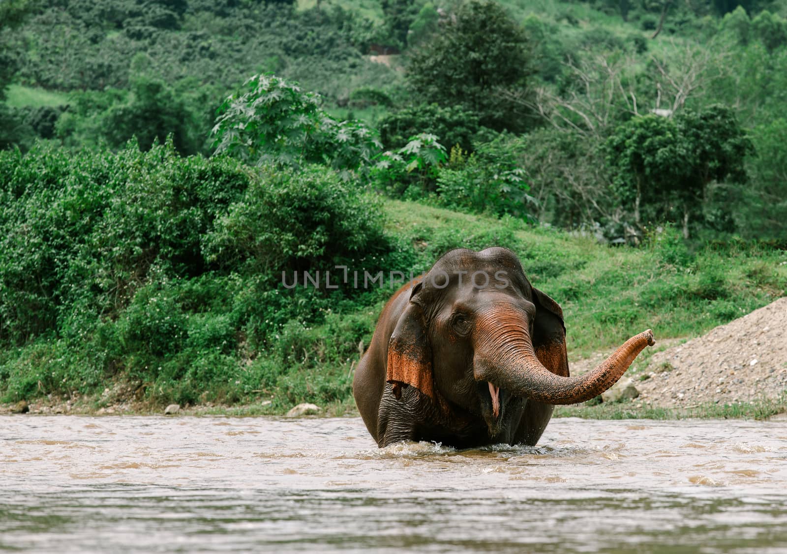 Asian Elephant in a nature at deep forest in Thailand