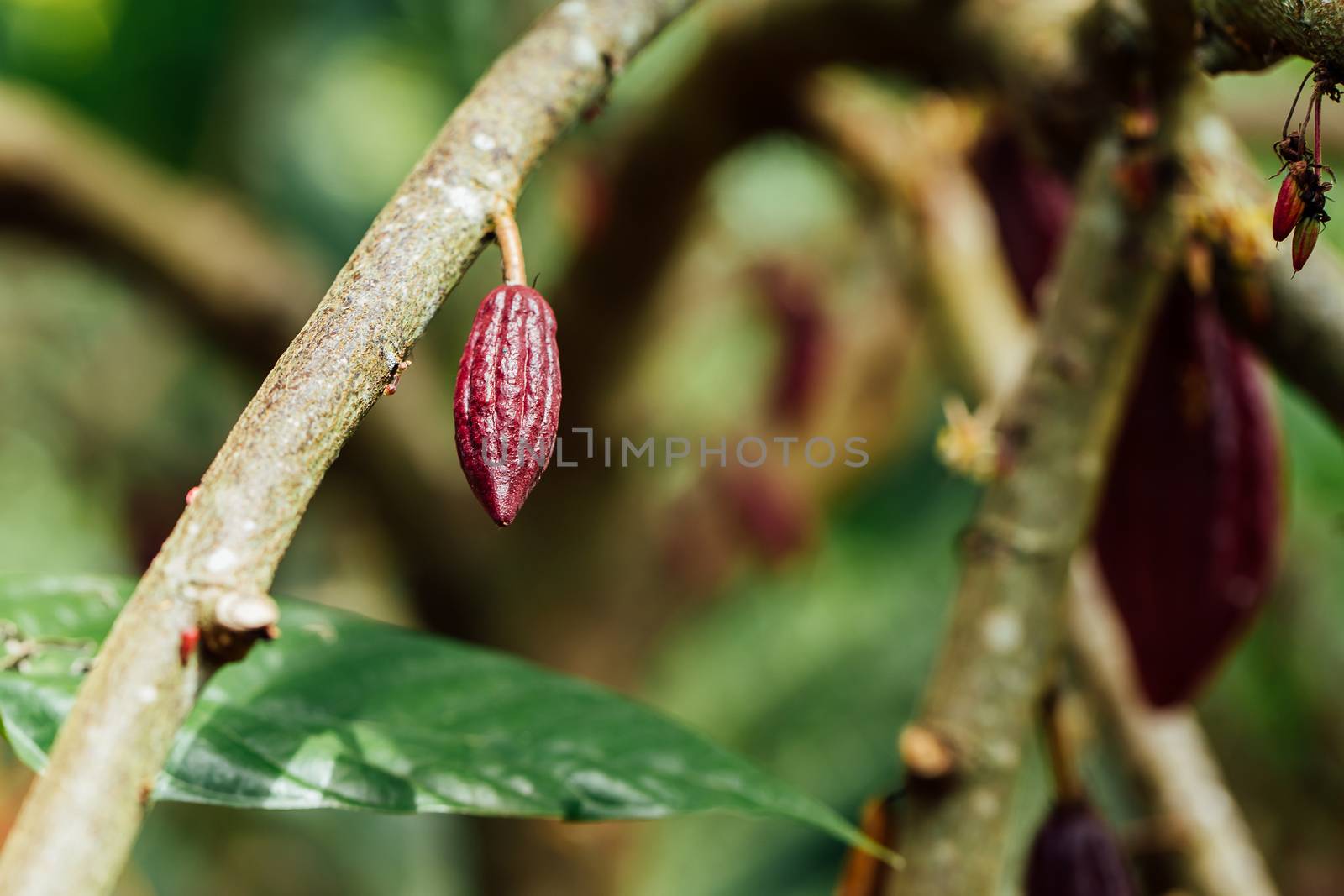 Cacao Tree (Theobroma cacao). Organic cocoa fruit pods in nature by freedomnaruk