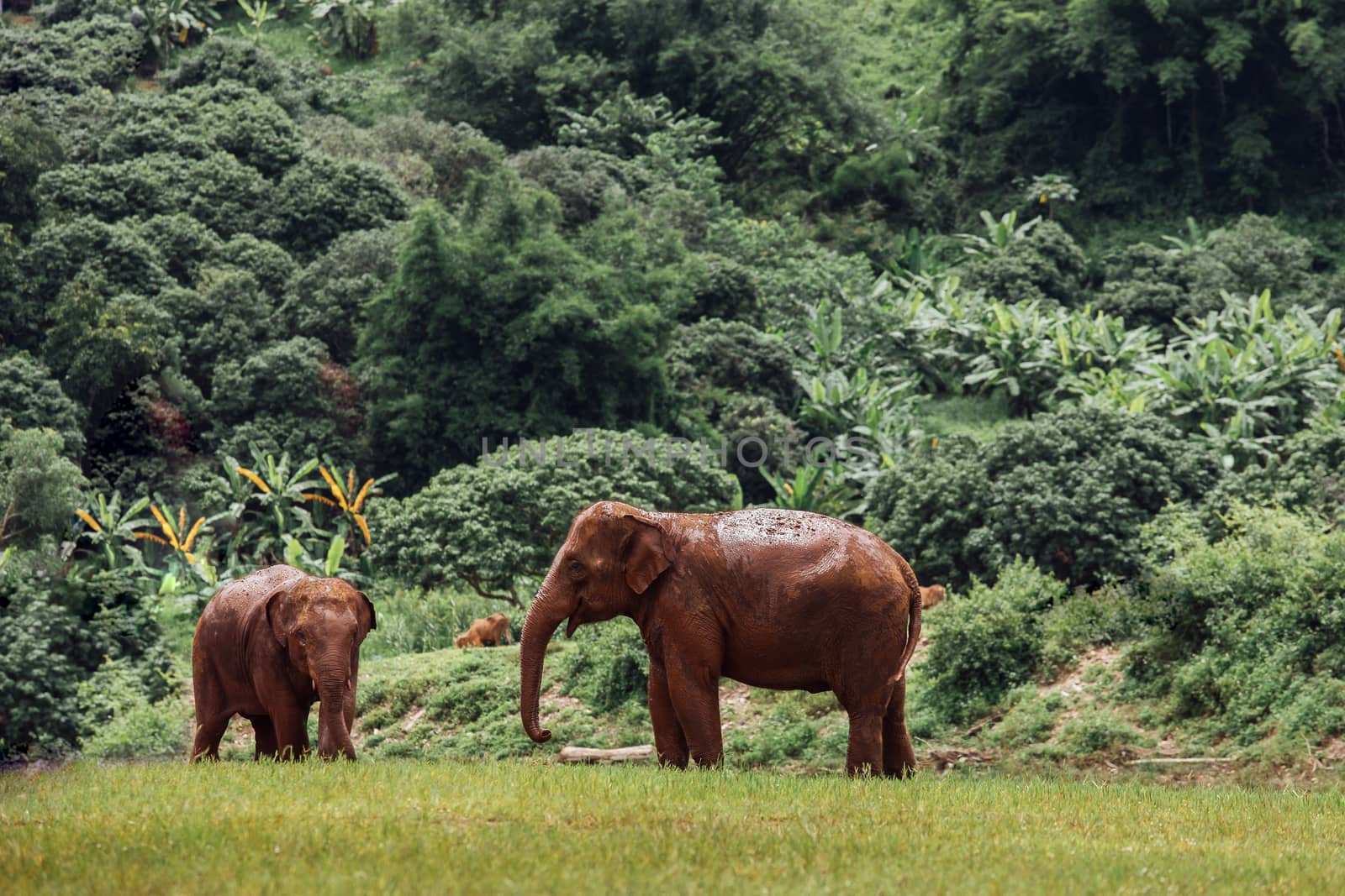 Asian Elephant in a nature at deep forest in Thailand