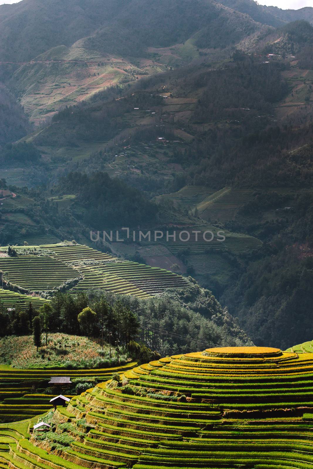 Rice fields on terrace in rainy season at Mu Cang Chai, Yen Bai by freedomnaruk