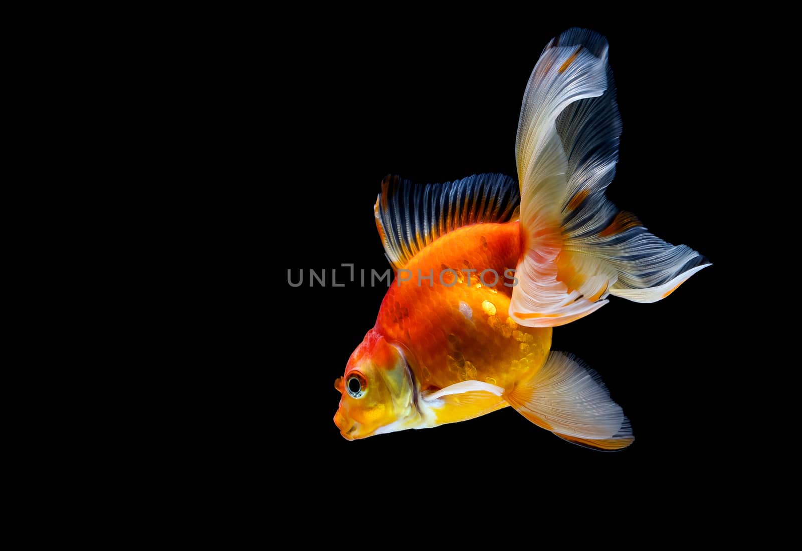 goldfish isolated on a dark black background