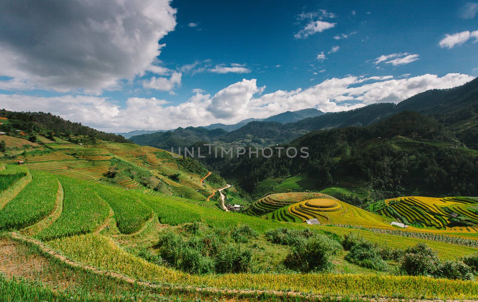 Rice fields on terrace in rainy season at Mu Cang Chai, Yen Bai