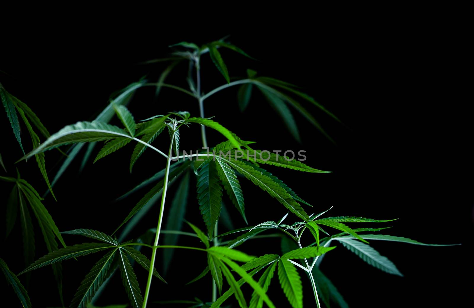 cannabis on a Black background