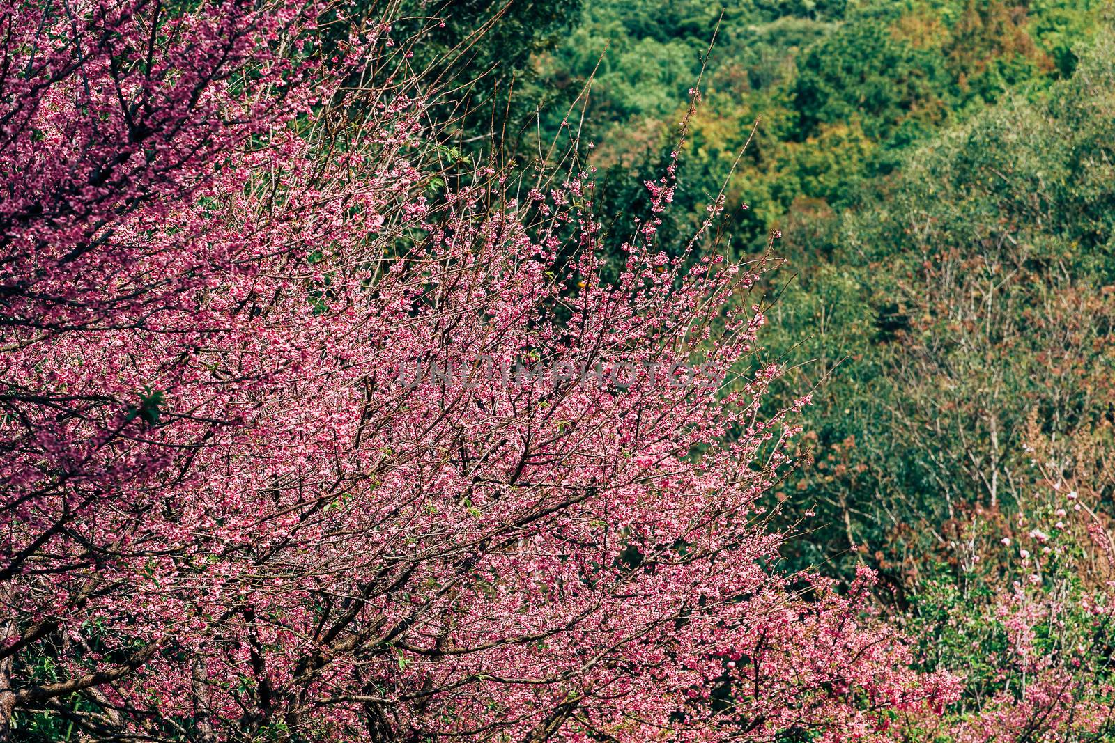 Cherry Blossom and Sakura wallpaper by freedomnaruk