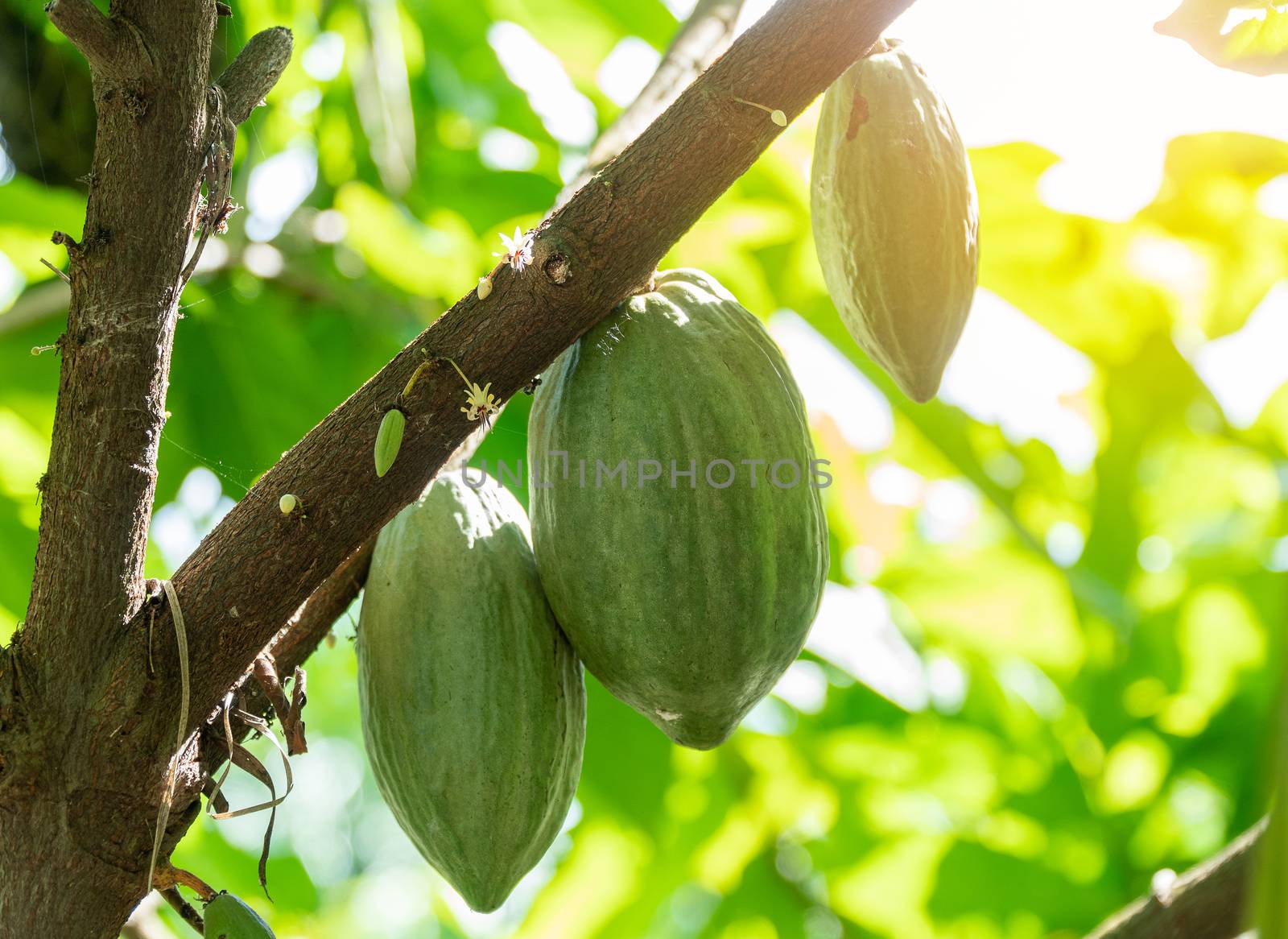 Cacao Tree (Theobroma cacao). Organic cocoa fruit pods in nature.