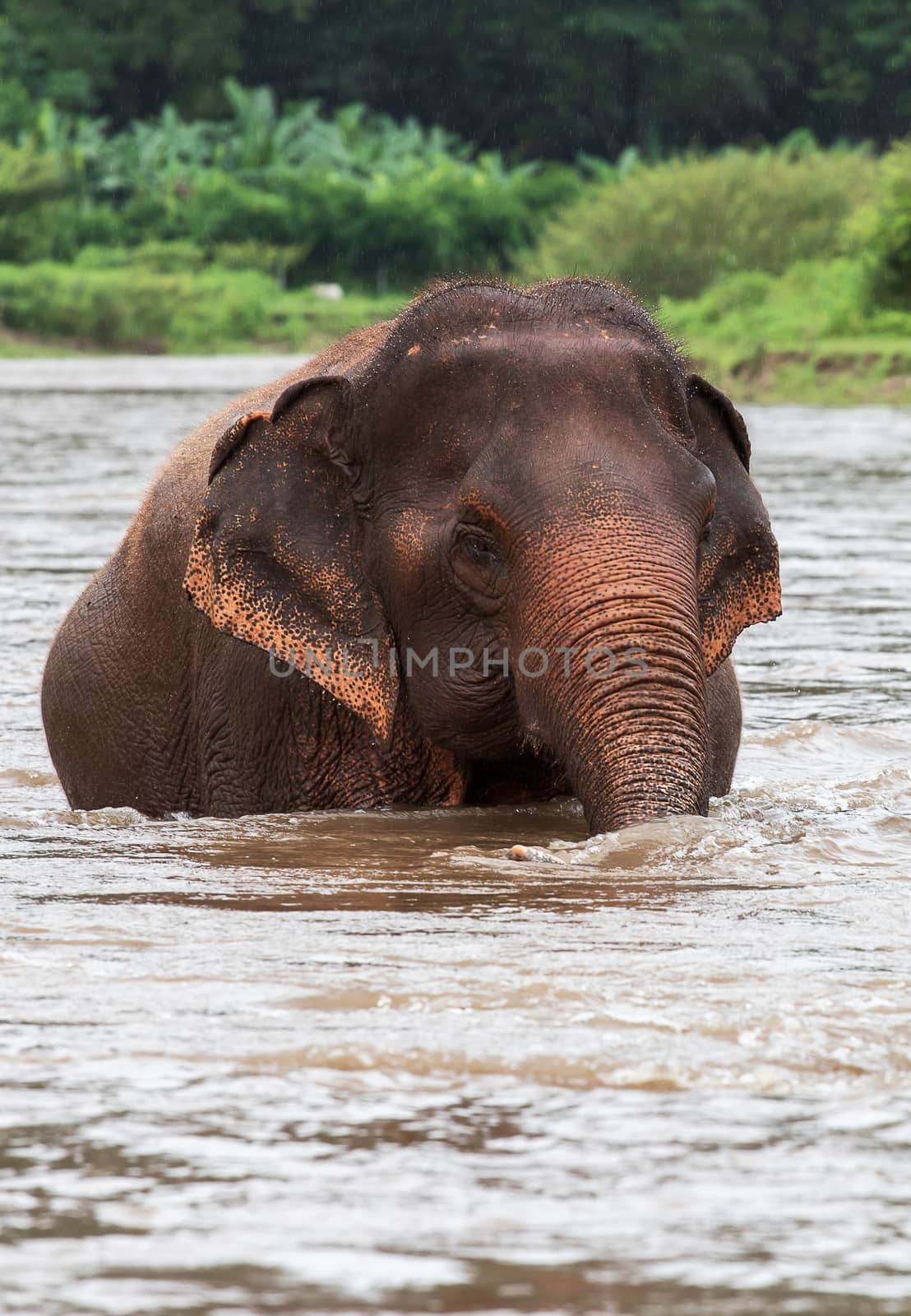 Asian Elephant in a nature at deep forest in Thailand by freedomnaruk