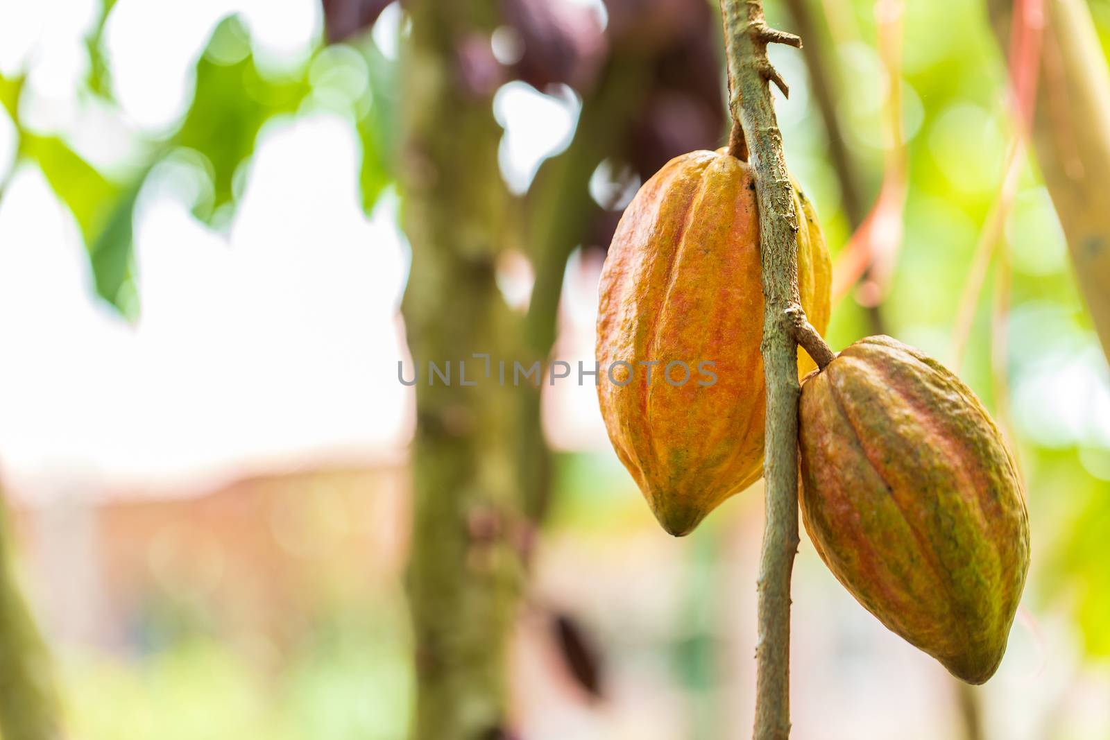 Cacao Tree (Theobroma cacao). Organic cocoa fruit pods in nature by freedomnaruk