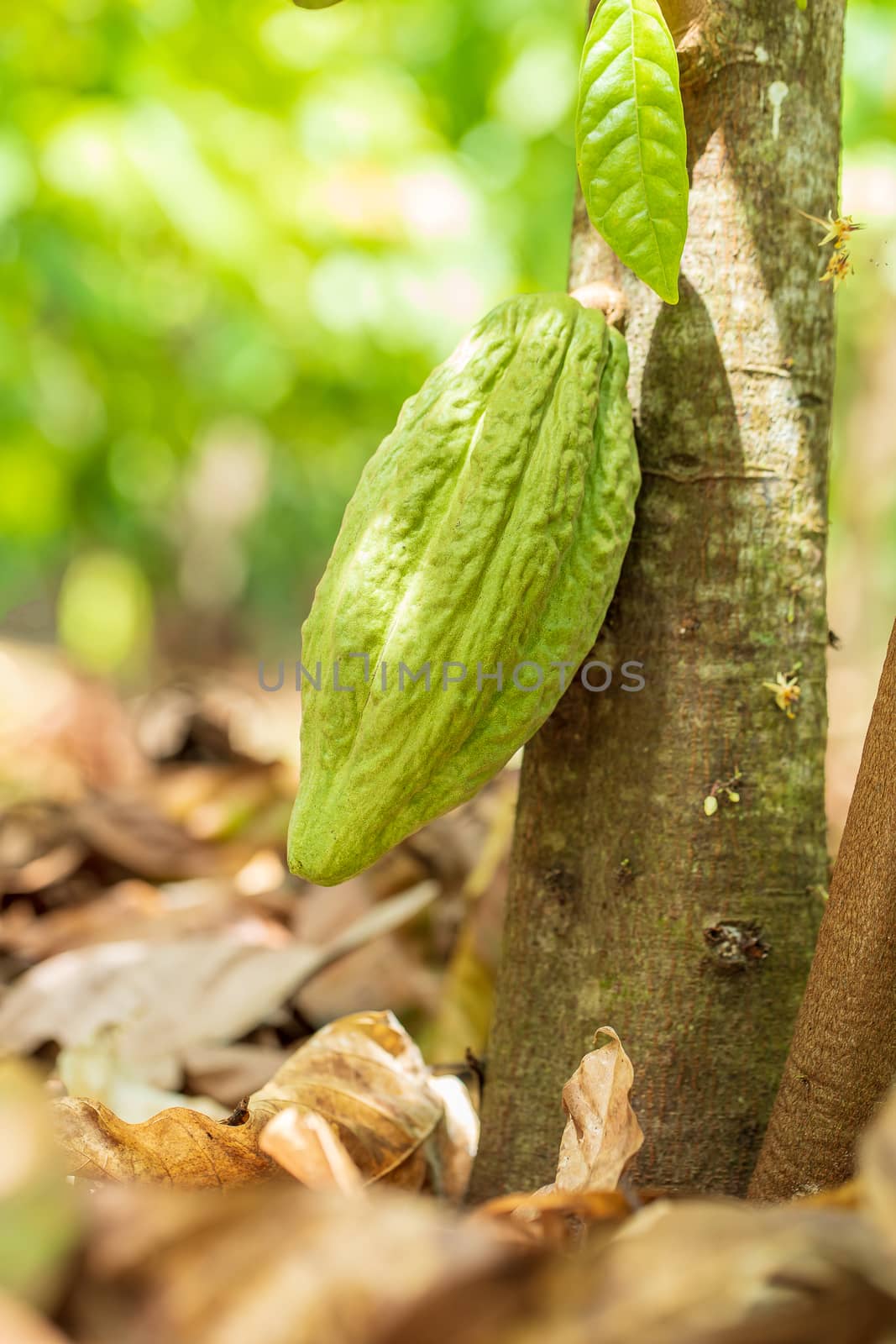 Cacao Tree (Theobroma cacao). Organic cocoa fruit pods in nature by freedomnaruk