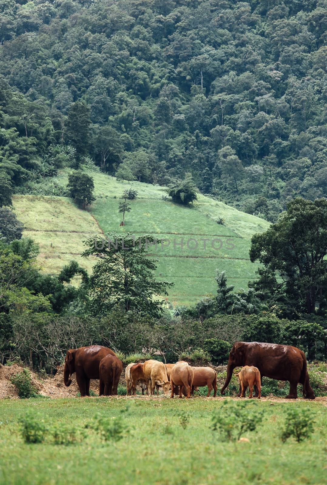 Asian Elephant in a nature at deep forest in Thailand by freedomnaruk