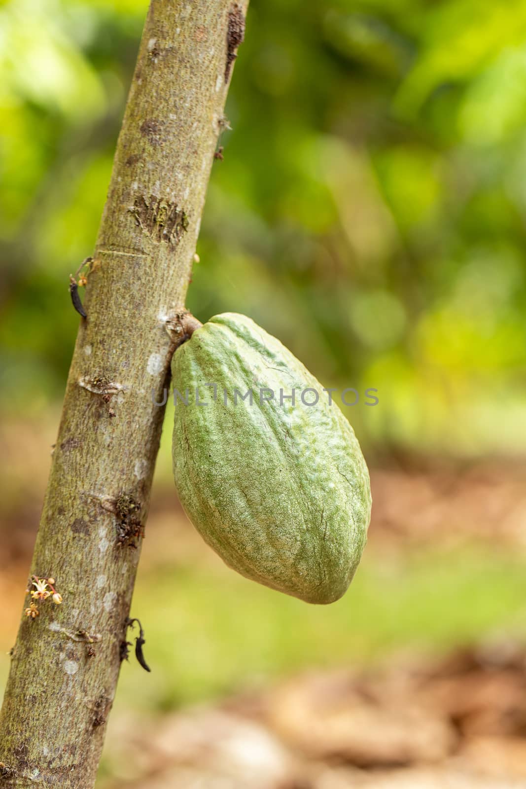 Cacao Tree (Theobroma cacao). Organic cocoa fruit pods in nature by freedomnaruk