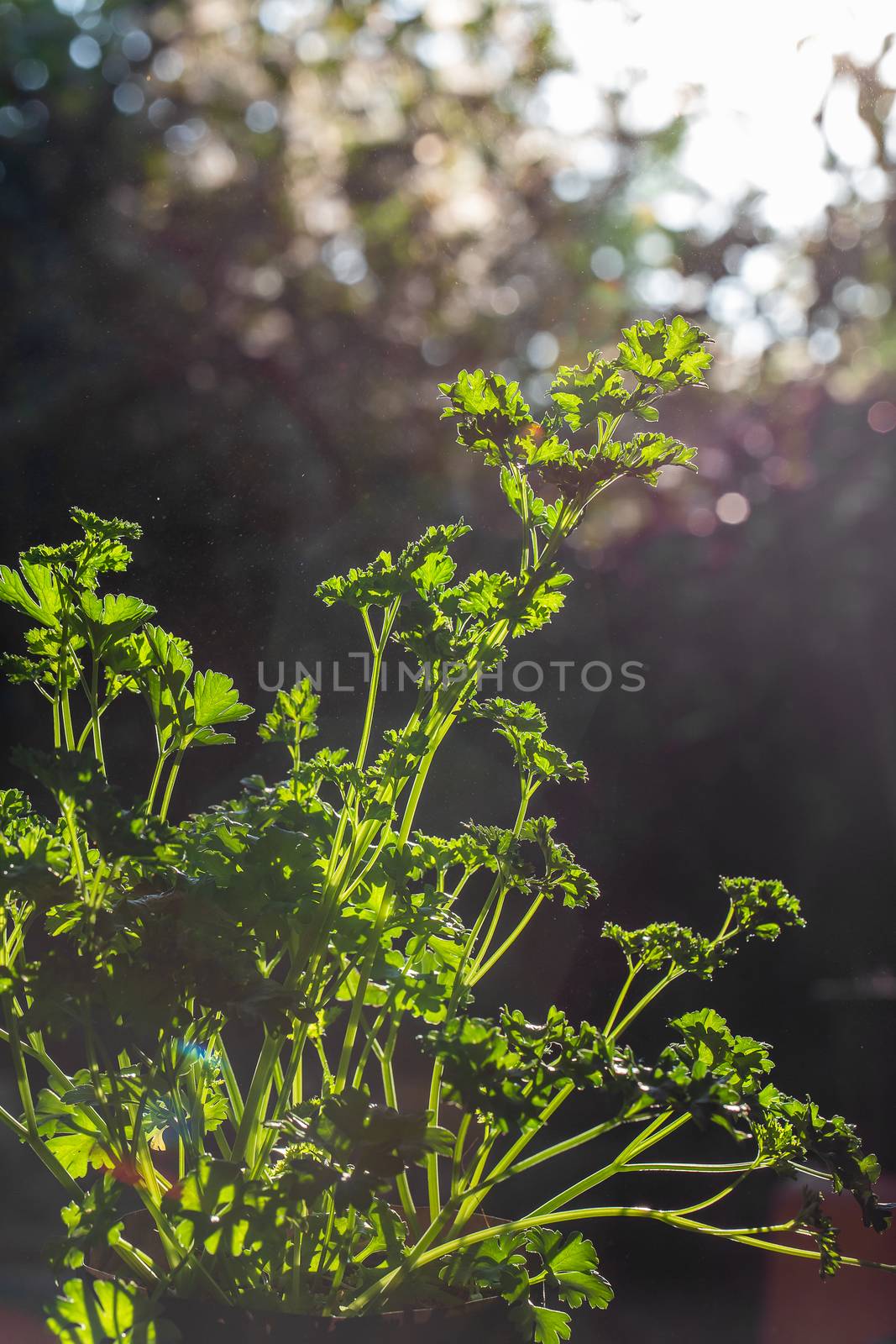 Curly parsley leaves closeup in the garden by freedomnaruk