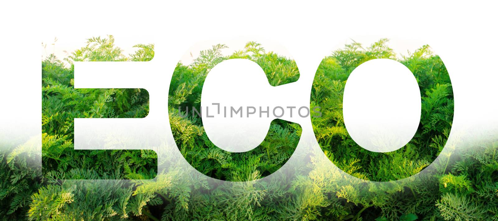 Eco word on the background of green leaves of carrots. plantation. Agriculture. harvest. Environmentally friendly, climate change, quality control, use safe pesticides. Organic vegetables. by iLixe48
