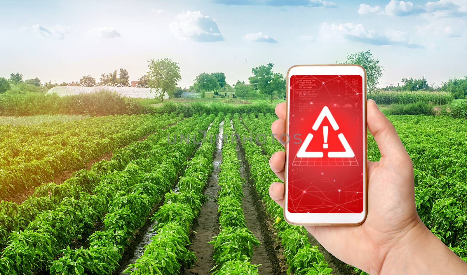 A phone and a warning sign on the background of plantations of sweet Bulgarian bell pepper. harmful pesticides and chemicals in agriculture. Environmental hazard, presence of microplastics in the crop by iLixe48