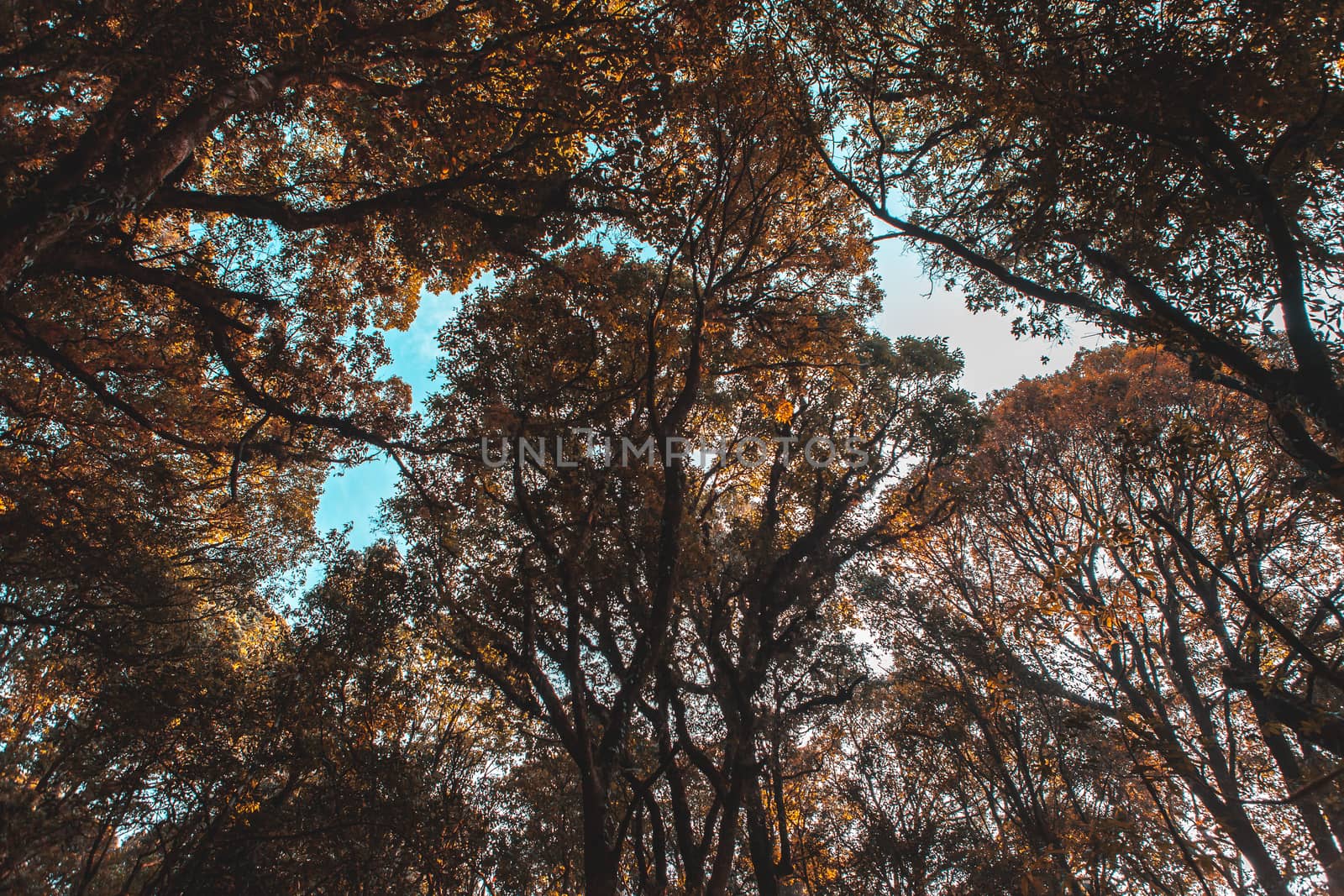 Trees in the park in Summer