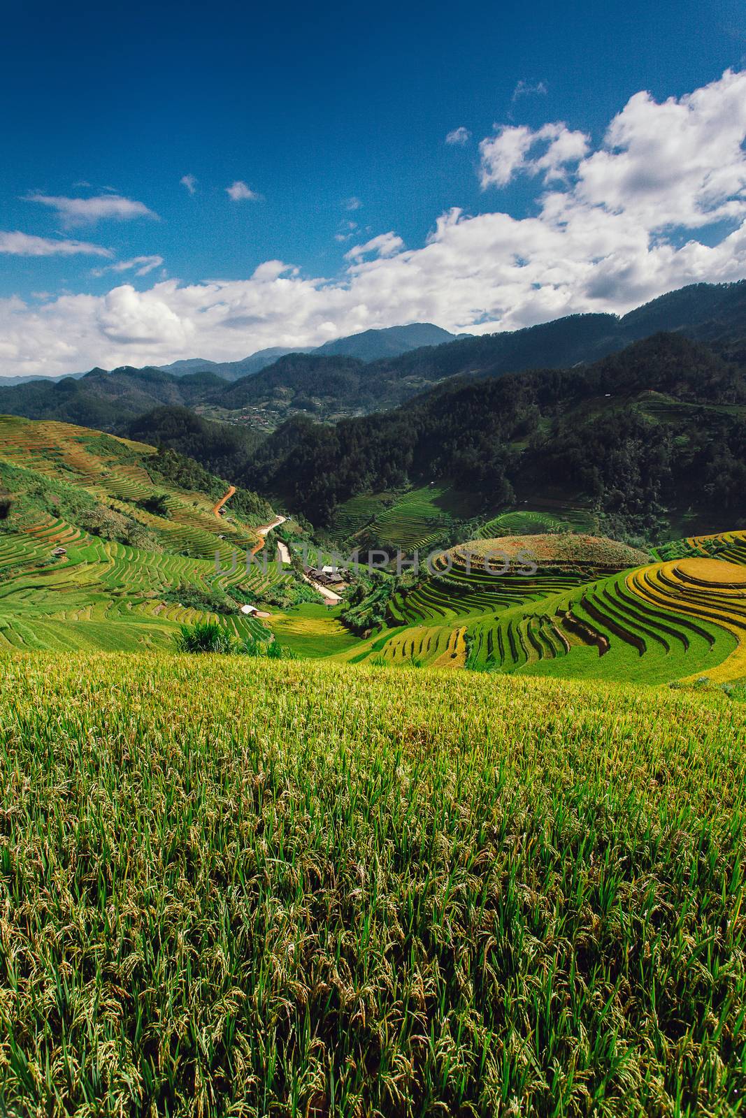 Rice fields on terrace in rainy season at Mu Cang Chai, Yen Bai by freedomnaruk