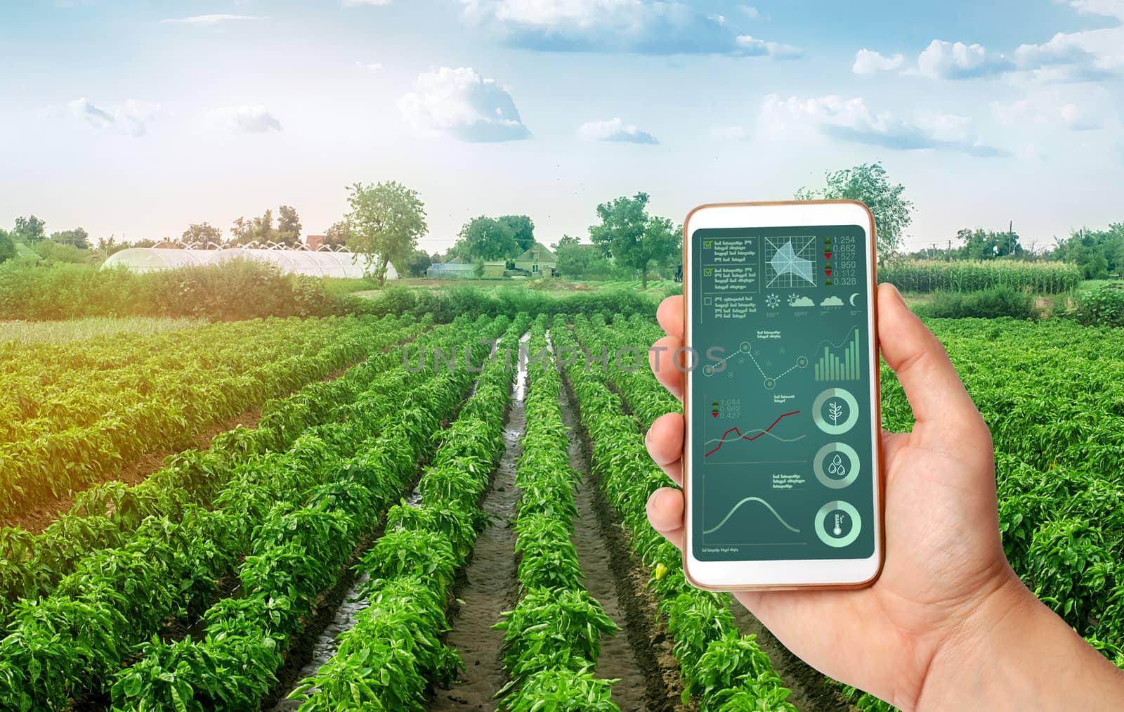 A hand is holding a smartphone with infographics on the background of plantations of sweet Bulgarian bell pepper. Farming. Cultivation, care and harvesting. agricultural products for sale.