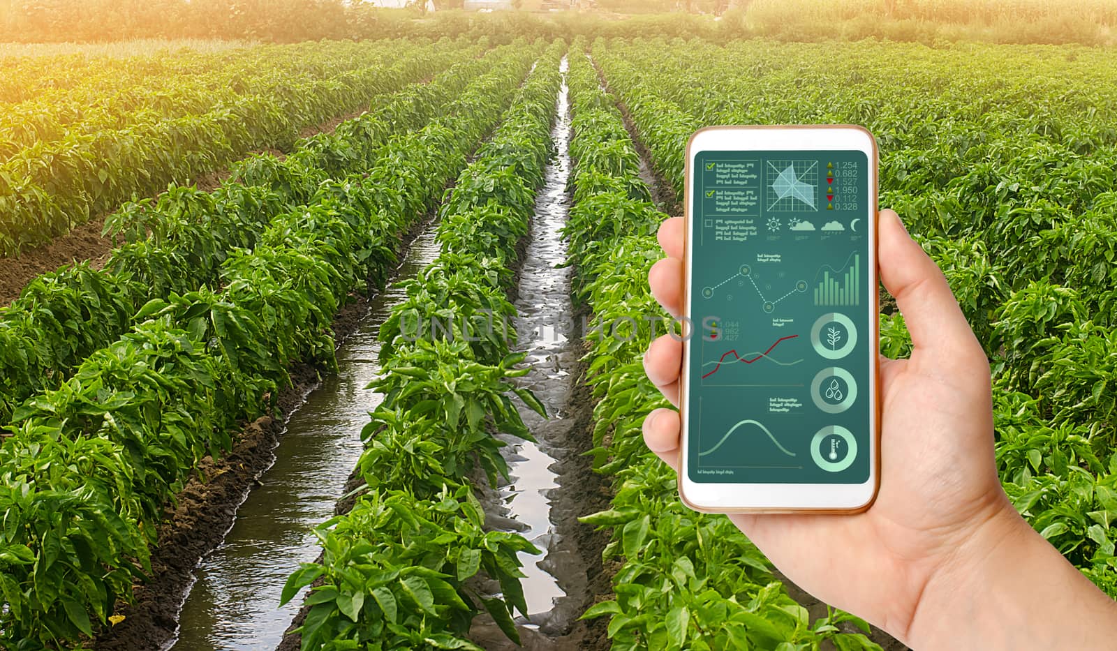 A hand is holding a smartphone with infographics on the background of traditional watering pepper plantations. Farming and agriculture. Cultivation, care and harvesting. agricultural products for sale by iLixe48